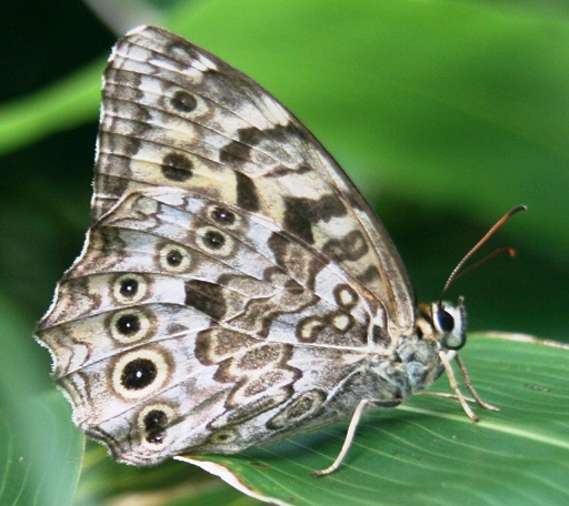 Neope-niphonica Butler-Barhatnica-yaponskaya